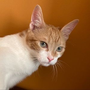 Meet your Posher, Abbey